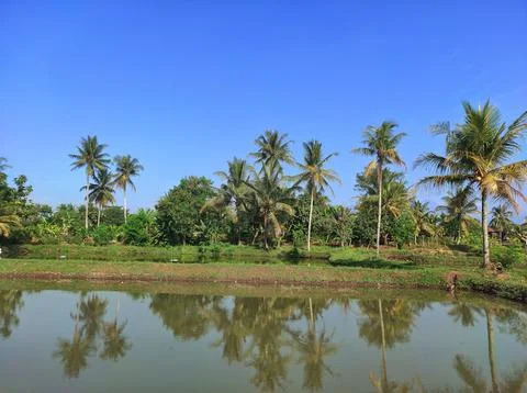 The fish pond view Stock Photos