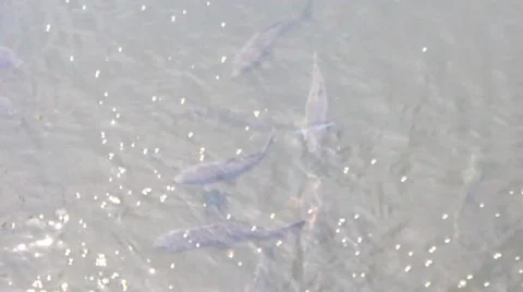 Fish in pond water Stock Footage