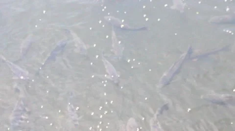 Fish in pond water 스톡 동영상 48585754