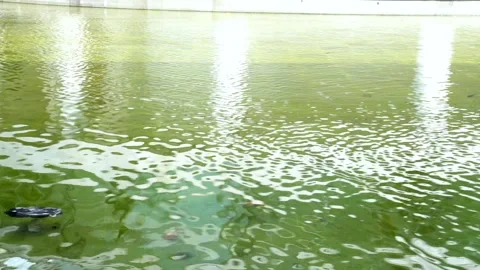 Fish pond water Stock Footage 274482672