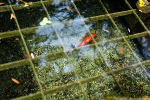 Fish in pond with water reflection seen in park Stock Photos