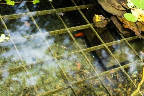 Fish in pond with water reflection seen in park Stock Photos