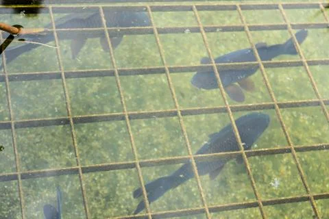 Fish in pond with water reflection seen in park Stock Photos