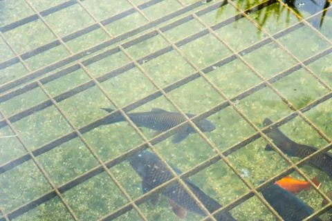 Fish in pond with water reflection seen in park Photos