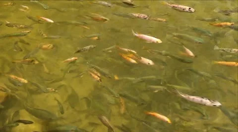 Fish In The Pond2 Stock Footage 11133394