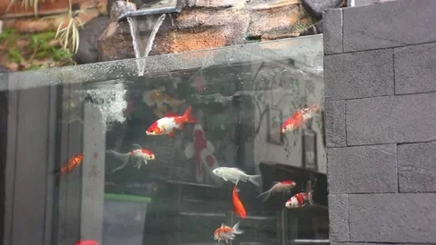 Fish ponds Stock Footage 224870416