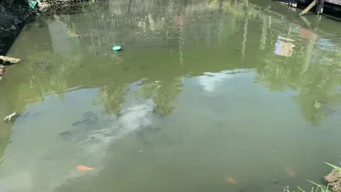 Fish ponds Stock Footage 232829789