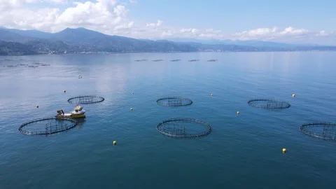 Fish Ponds Stock Footage 332511135