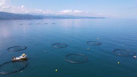 Fish Ponds 스톡 동영상 332702737