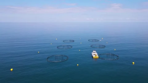 Fish Ponds Stock Footage 333070135