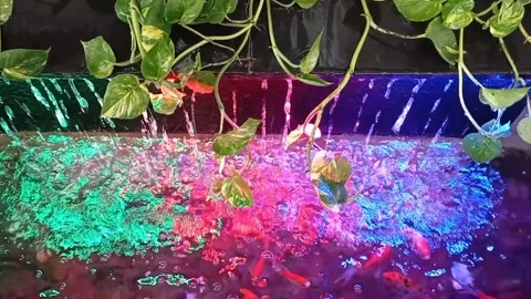Fish pool with 3 beautiful light Stock Footage 209184961