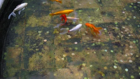 Fish in the pool with coins Stock Footage 107586597
