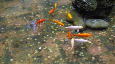 Fish in the pool with coins Stock Footage 107587098