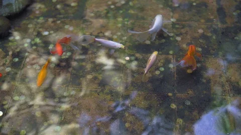 Fish in the pool with coins Stock Footage 107588046