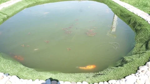 Fish in the pool Vídeo Stock 78119175