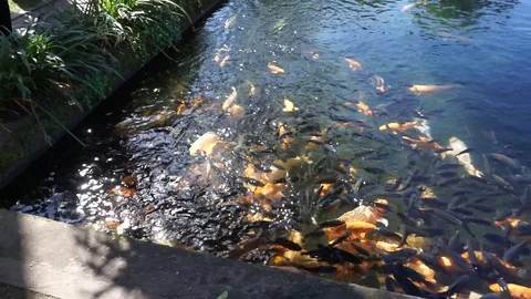 Fish in the pool Stock Footage 126077182