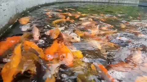 Fish on pool Stock Footage 240963536