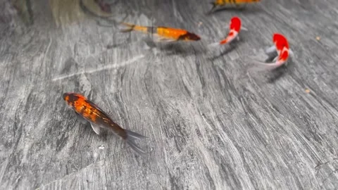 Fish in a pool Stock Footage 311233143