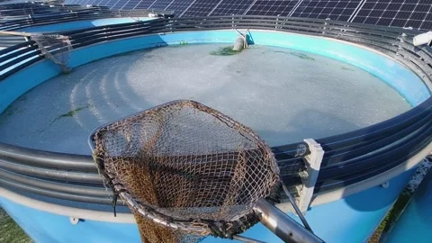 A fish pool with a net for catching fish Vidéo 332808618
