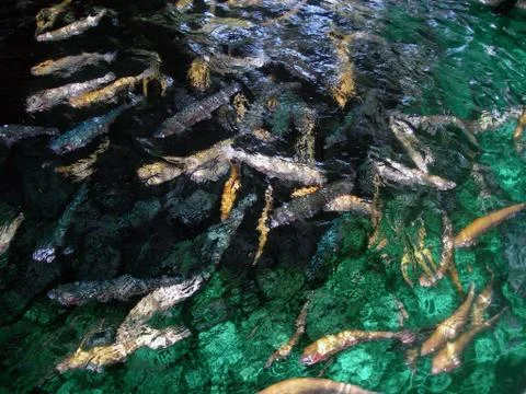 Fish in the pool Stock Photos