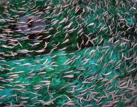 Fish in the pool Foto stock