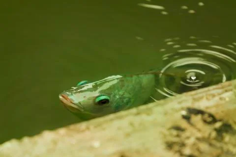 Fish pop up to breathe on the surface because of lack of oxygen. Stock Photos