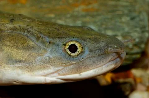 Fish portrait Stock Photos