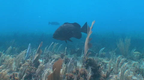 The fish poses for the camera. Video stock 53283482