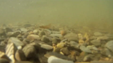 Fish POV Underwater Stock Footage 57732986