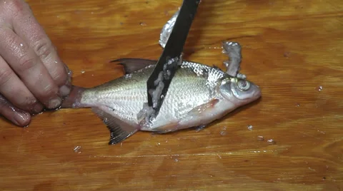 Fish prepare before frying Stock Footage 36004789