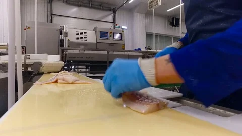 Fish Preparing Line. Person in Apron Working at Conveyer. Worker Inspecting Stock Footage 73893835