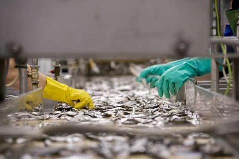 Fish processing on the assembly line Stock Photos