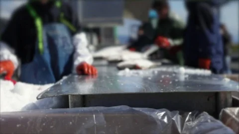 Fish processing on dock, close-up, Alaska Stock Footage 82306593