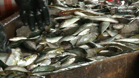 Fish in processing facility Video stock 120021517