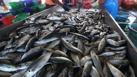 Fish processing factory Vídeos de archivo 123821496