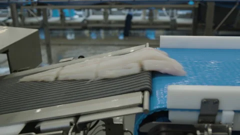 Fish processing factory Stock-Footage 324706821