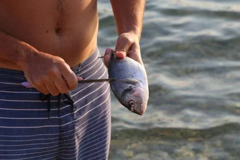 Fish processing / Fish processing outdoors. Detail. Foto stock