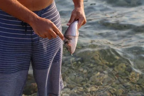 Fish processing / Fish processing outdoors. Detail. Stock Photos