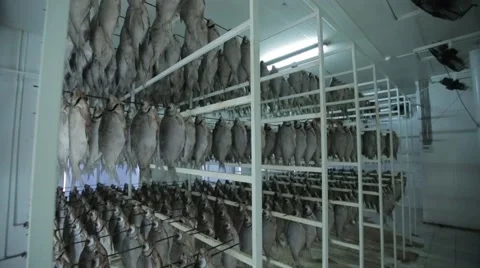 Fish processing Stock Footage 45926665
