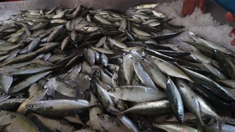 Fish processing Stock Footage 123567702