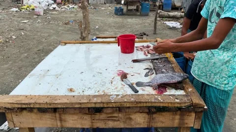 Fish processing 库存影片 345154455