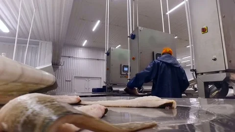 Fish Processing Line. Male Worker in Uniform Putting Salmon on Metal Table. Video stock 73892960