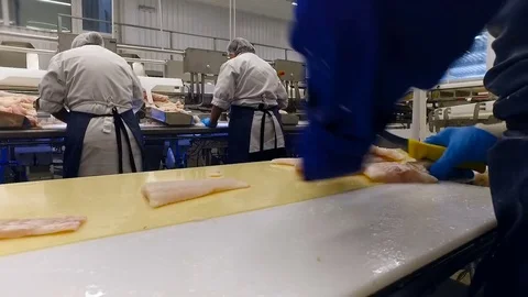 Fish Processing Line. People Working in Shop. Salmon Moving on Conveyer. Worker Stock Footage 73893618