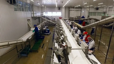Fish Processing Line. People Working. Women Workers in Uniform Sorting Pieces Stock-Footage 73894732