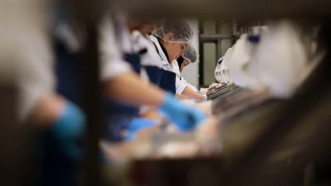 Fish Processing Line. People Working on Preparation Salmon. Cutting Meat With Stock Footage 73900938