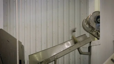 Fish Processing Line. Pieces of Fresh Salmon Moving on Conveyer, Dropping to Video stock 73895613