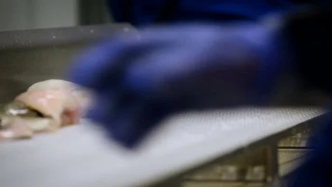 Fish Processing Line. Pieces of Salmon Moving on Conveyer, Coming to Place. Stock Footage 73897494