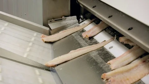 Fish Processing Line. Pieces of Salmon Meat Coming Out of Machine, Sliding Stock Footage 73897988