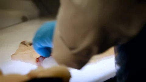Fish Processing Line. Worker in Uniform Cutting Slice of White Meat, Removing Stock Footage 73902021