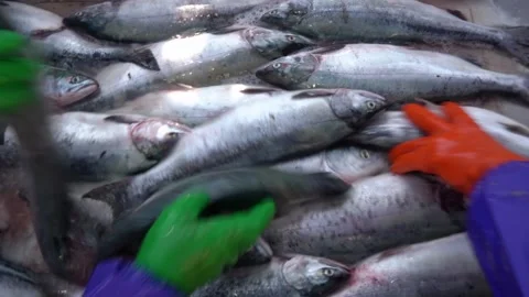 Fish processing. Many fish individuals ride on the conveyor. Video stock 174065055